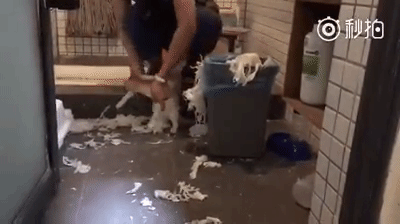Как приучить кошку не мусорить